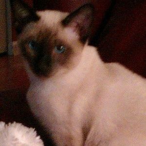 Meet your Posher, Lori